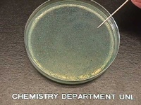 image of petri_dish