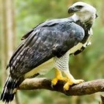 image of harpy_eagle #19