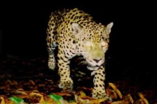 image of jaguar_car