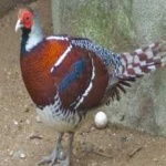 image of bird