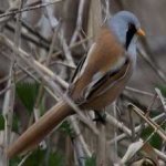 image of bird