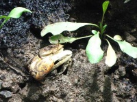 image of fiddler_crab #4