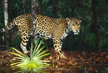 image of jaguar