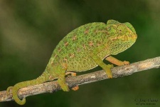 image of african_chameleon