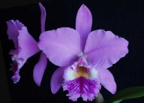 image of flower