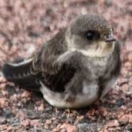 image of bird