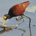 image of bird