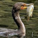 image of bird