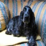 image of animal
