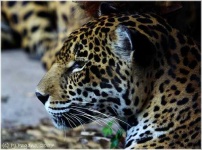 image of jaguar