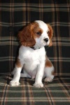 image of blenheim_spaniel