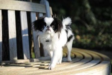 image of japanese_spaniel