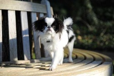 image of japanese_spaniel #11