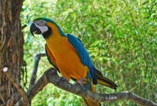image of macaw