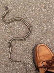 image of garter_snake