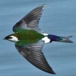 image of bird