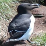 image of bird