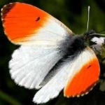 image of animal