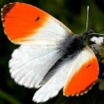 image of orange_butterfly #22