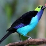 image of bird