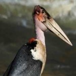 image of bird