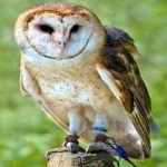 image of bird