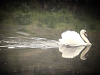 image of swan #27