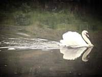 image of animal