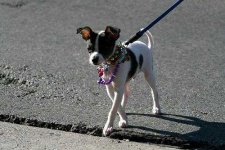 image of toy_terrier