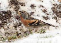 image of brambling