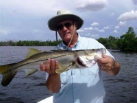 image of barracouta