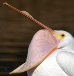 image of animal