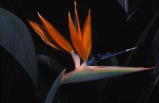 image of bird_of_paradise_flower #30