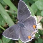 image of animal