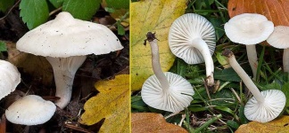 image of mushrooms