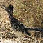 image of bird