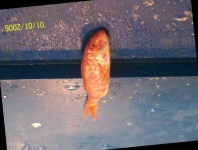 image of fish