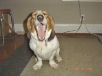 image of basset #1