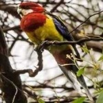 image of bird