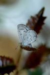 image of lycaenid