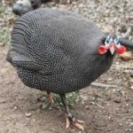 image of bird