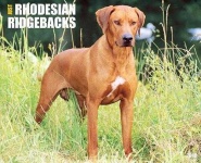 image of rhodesian_ridgeback