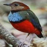 image of red_bellied_pitta #18