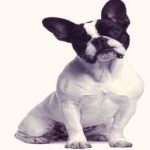 image of animal