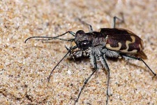 image of tiger_beetle #8