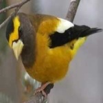image of bird