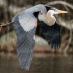 image of blue_heron #25