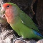 image of bird