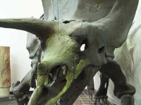 image of triceratops