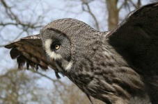image of great_grey_owl